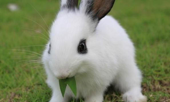 兔子养多久才可以吃