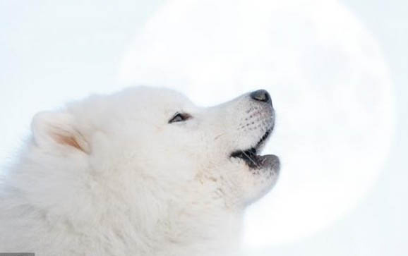 萨摩耶犬支气管炎和肺炎的症状