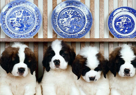 圣伯纳犬打嗝