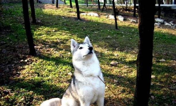 狗狗项圈好还是胸背牵引绳好
