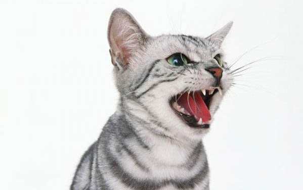 小猫不听话打它会不会记仇啊？