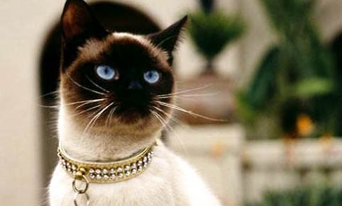 暹罗猫眼睛颜色等级有哪些