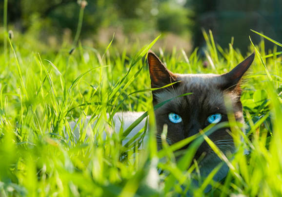 暹罗猫小猫眼睛很小的原因及注意事项