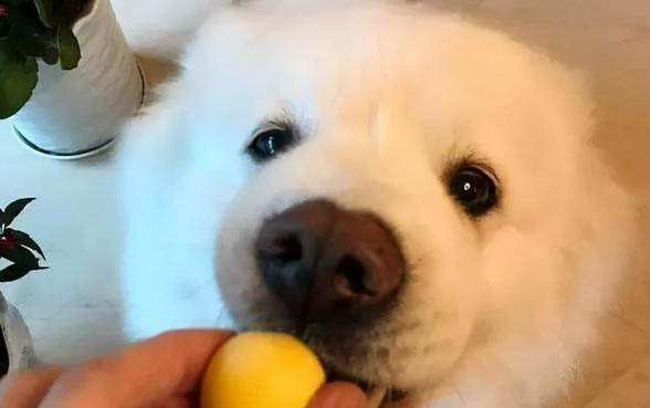 寄狗狗怎么寄快递的