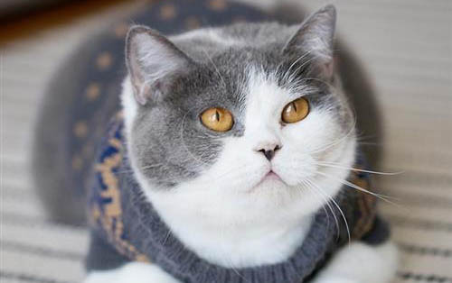 英短蓝猫有哪些缺点