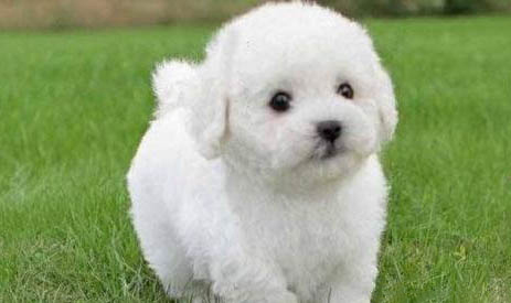比熊犬可以吃什么
