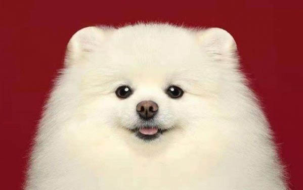 为什么狗狗都喜欢小孩