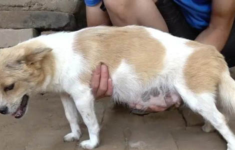 狗肠炎吃生鸡蛋清可以吗