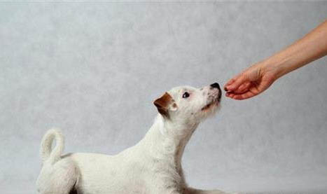 棉花面纱犬哪里有卖