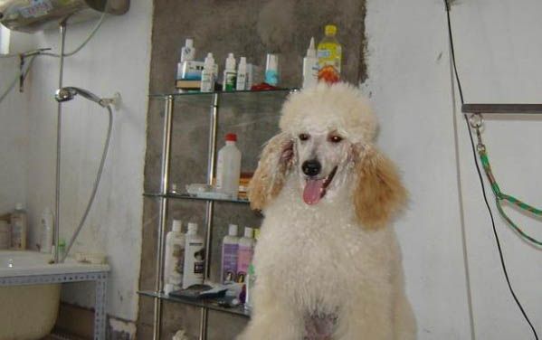 贵宾犬体内炎症如何消炎