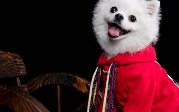 怎么给狗狗剪毛教程