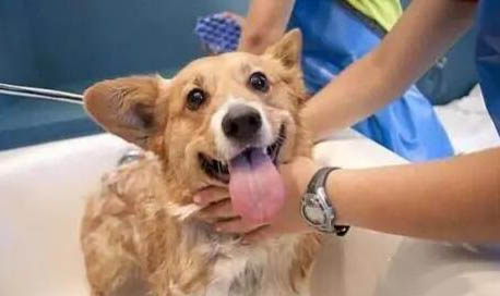 狗狗耳朵里有耳螨怎么办