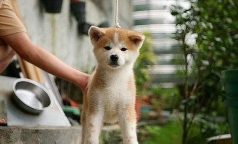 秋田犬智商