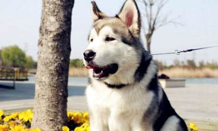 阿拉斯加犬怎么训练，驯服阿拉斯加幼犬的三种方法？