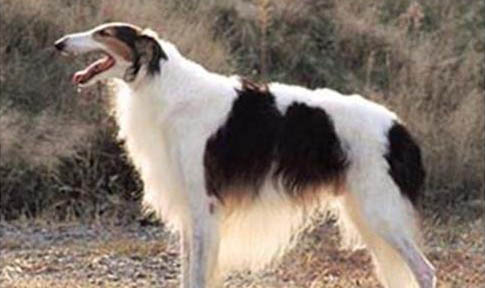 狗狗怀孕多久做b超