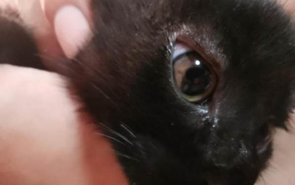 猫薄荷吸多了有害处么