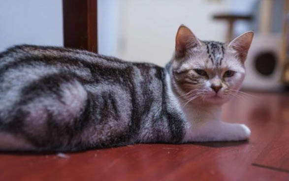不能带猫咪上公交的原因