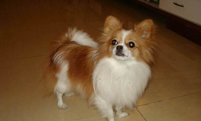 狗狗感染犬瘟初期会吧唧嘴吗?