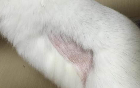 龙猫尿道炎怎么治？