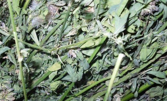 龙猫多久繁殖一窝?