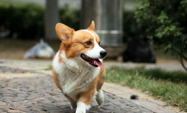 狗狗爱咬东西咬人脚