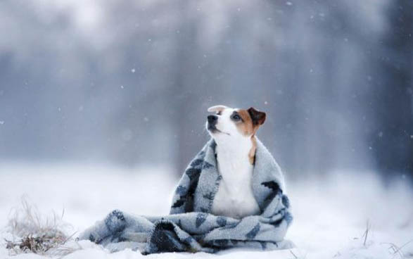小狗感冒了怎么保暖