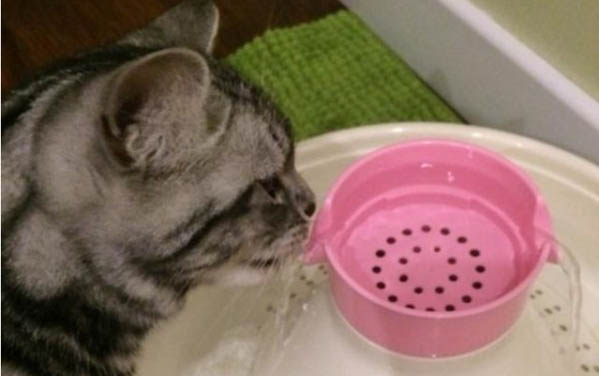 小猫不停的叫怎么回事