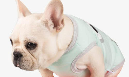 法国斗牛犬跟柯基犬哪个好