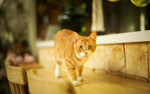 猫拉软便带血怎么办