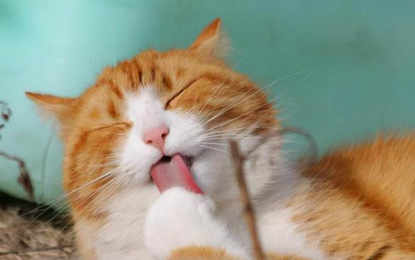 猫咪身上有异味怎么办