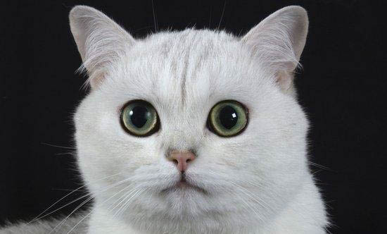 猫咪怎么发腮快