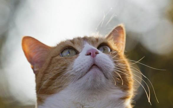 猫可以吃什么水果?