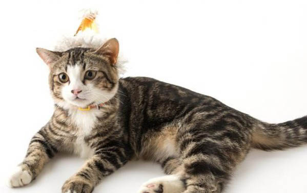 猫咪6个月掉牙正常吗