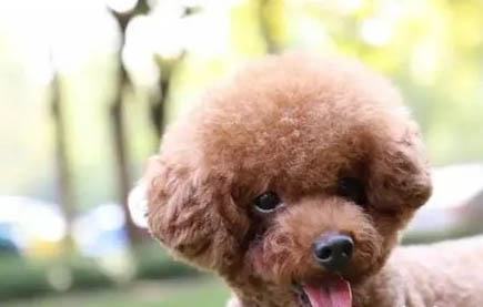 泰迪犬口臭有哪些原因