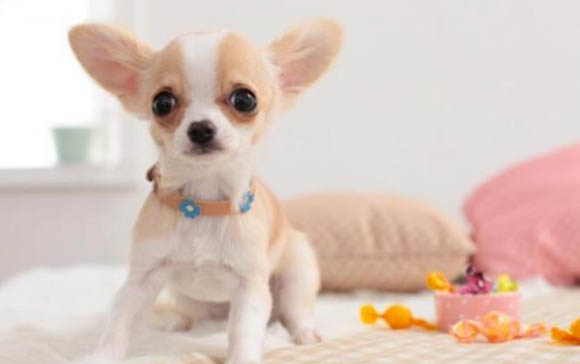 四个月的小狗得了结肠炎怎么治疗