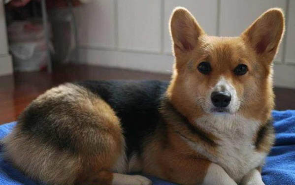 狗狗往旮旯钻是什么原因