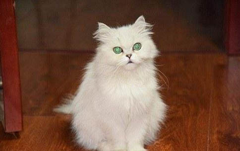 猫咪不吃饭多久喂一次葡萄糖