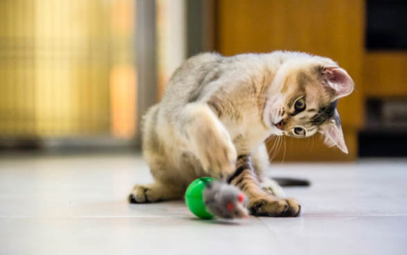 小猫呕吐拉肚子吃什么药才能好