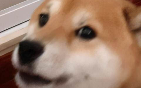 狗狗爱放屁什么原因