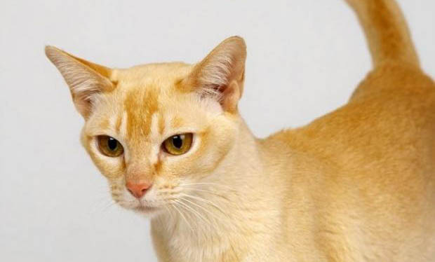 猫咪发出低沉的震动声是怎么回事