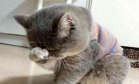 猫咪下巴有黑渣子怎么处理