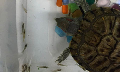 小巴西龟几天喂一次龟粮