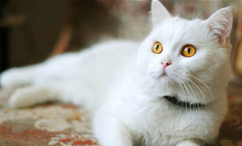 猫咪因驱虫中毒可以自愈吗