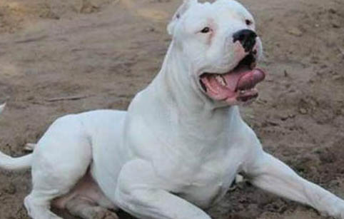 阿根廷杜高犬的优缺点有哪些