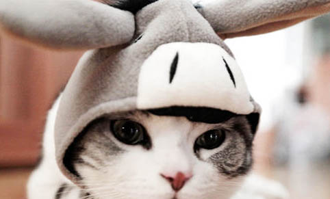 为什么逗猫棒