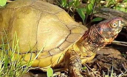 宠物龟越冬死亡的原因