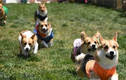 纯种柯基犬幼犬价格多少钱一只?