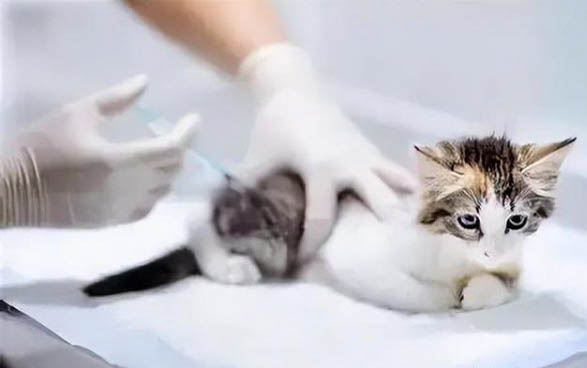 猫咪怀孕了具体的表现是
