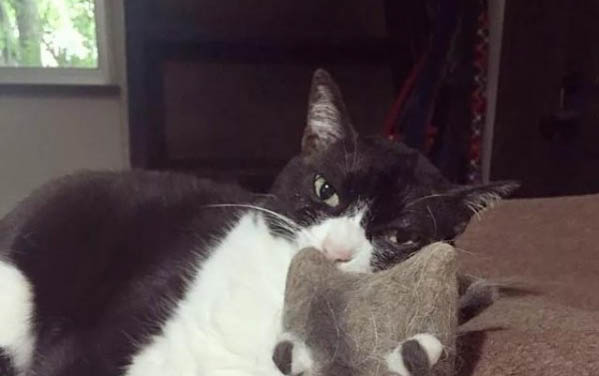 小猫出生多久开始吃奶