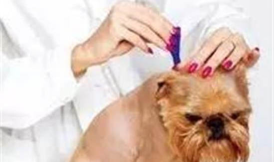 狗狗四脚朝天扭动的原因及处理方法